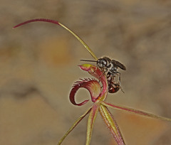 Caladenia peisleyi