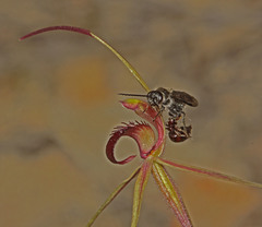Caladenia peisleyi