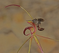 Caladenia peisleyi