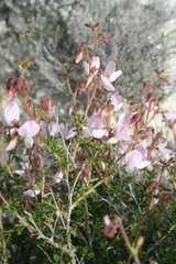 Ononis fruticosa