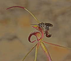 Caladenia peisleyi
