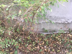 Thamnophis cyrtopsis ocellatus