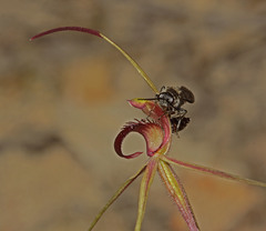 Caladenia peisleyi