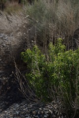 Brickellia longifolia