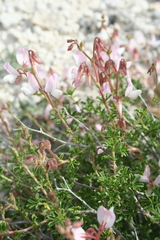 Ononis fruticosa