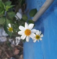 Bidens odorata