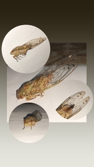 Orientopsaltria fuliginosa