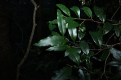 Diospyros pentamera