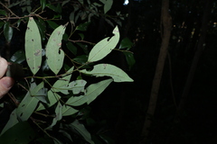 Diospyros pentamera