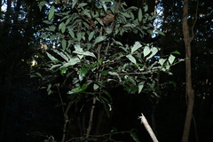 Diospyros pentamera