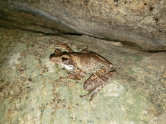 Polypedates cruciger