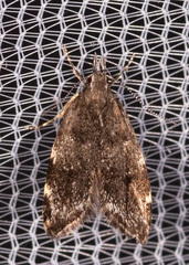 Eido trimaculella