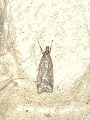 Eudonia pallida