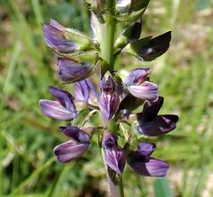 Lupinus burkei