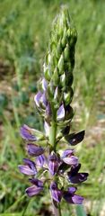 Lupinus burkei