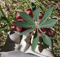 Lupinus burkei