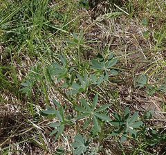 Lupinus burkei