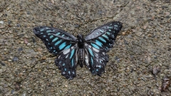 Graphium chironides