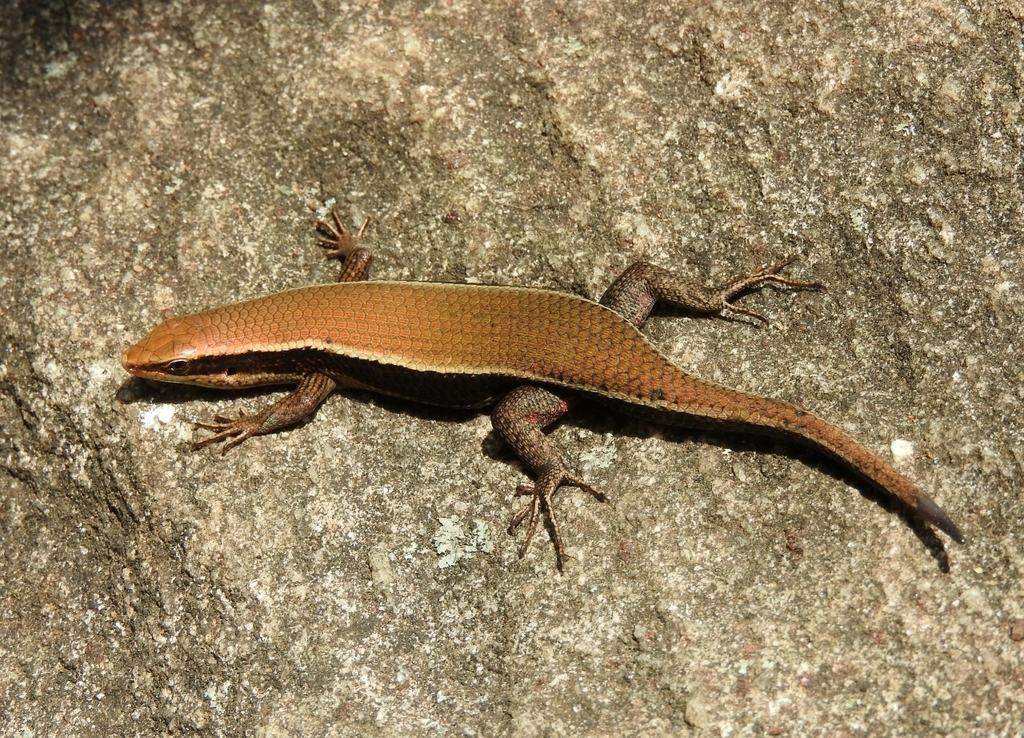 Sri Lanka Bronze Skink