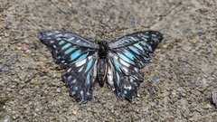 Graphium chironides