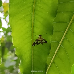 Aetholix flavibasalis