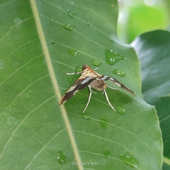 Aetholix flavibasalis