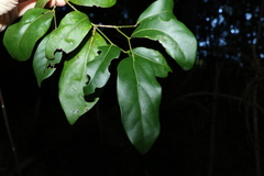 Cryptocarya foetida