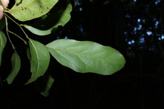 Cryptocarya foetida