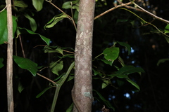 Cryptocarya foetida