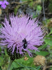 Xylocopa micans