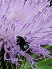 Xylocopa micans
