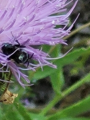 Xylocopa micans