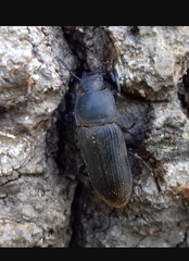 Tenebrio opacus