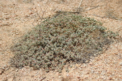 Euphorbia vallis-mortae