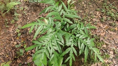 Amorphophallus krausei