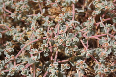Euphorbia vallis-mortae