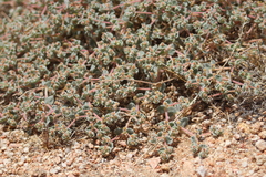 Euphorbia vallis-mortae