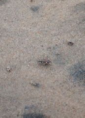 Hypaetha biramosa