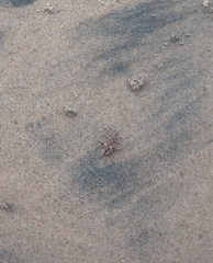 Hypaetha biramosa