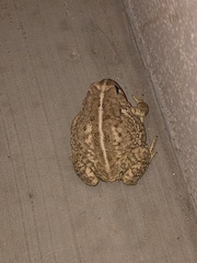 Anaxyrus woodhousii