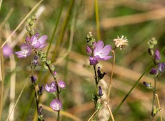 Sidalcea covillei