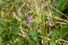 Sidalcea covillei