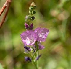 Sidalcea covillei