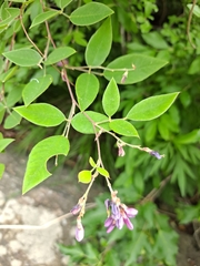 Lespedeza maximowiczii