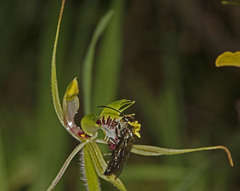 Caladenia dilatata