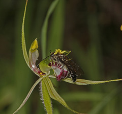 Caladenia dilatata