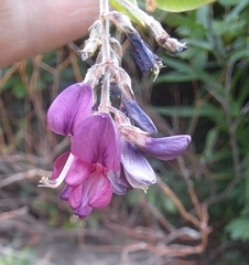 Lespedeza maximowiczii