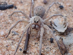 Hoggicosa