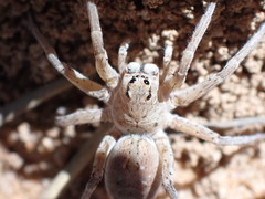 Hoggicosa