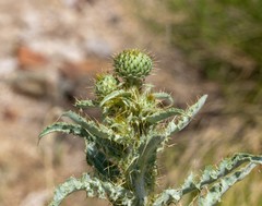 Cirsium mohavense